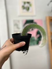 4" Monkey's Tail Cactus